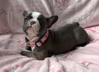 Star, a female French Bulldog for sale in Willard, OH – 3 of 9