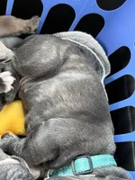 Boomer, a male French Bulldog for sale in Willard, OH – 5 of 10