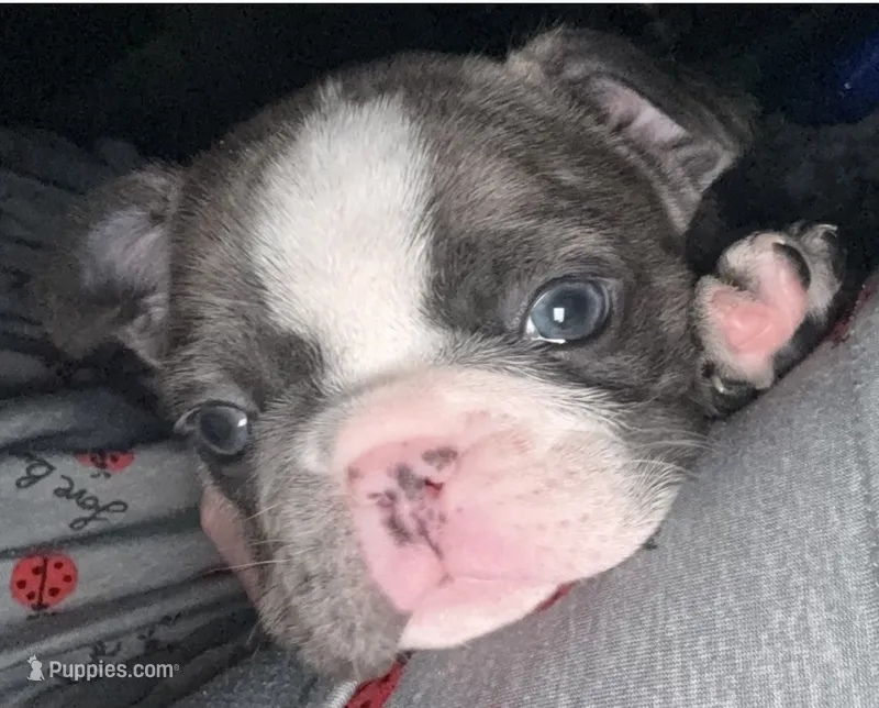 Star – French Bulldog puppy for sale in Willard, OH