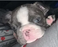 Star, a female French Bulldog for sale in Willard, OH – 1 of 9