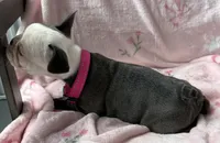 Panda, a female French Bulldog for sale in Willard, OH – 7 of 8