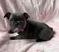 Liberty, a female French Bulldog for sale in Willard, OH – 7 of 8
