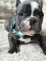 Boomer, a male French Bulldog for sale in Willard, OH – 2 of 10