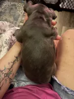 Liberty, a female French Bulldog for sale in Willard, OH – 3 of 8