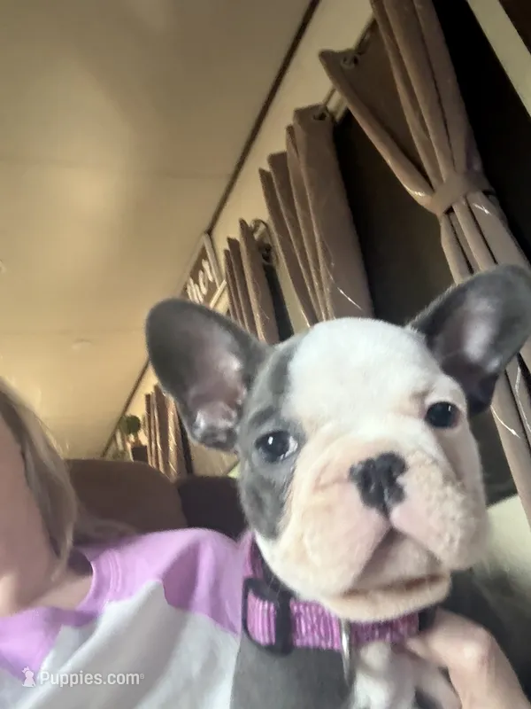 Panda – French Bulldog puppy for sale in Willard, OH