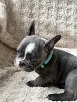 Boomer, a male French Bulldog for sale in Willard, OH – 9 of 10