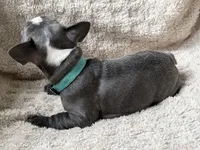 Boomer, a male French Bulldog for sale in Willard, OH – 4 of 10