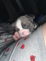 Star, a female French Bulldog for sale in Willard, OH – 9 of 9