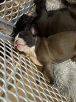 Star, a female French Bulldog for sale in Willard, OH – 4 of 9