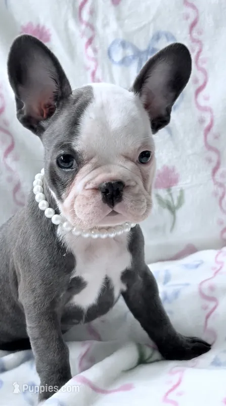 Panda – French Bulldog puppy for sale in Willard, OH