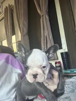 Panda, a female French Bulldog for sale in Willard, OH – 3 of 8