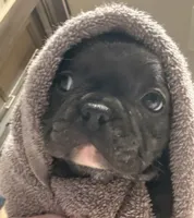 Liberty, a female French Bulldog for sale in Willard, OH – 2 of 8