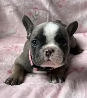 Star, a female French Bulldog for sale in Willard, OH – 5 of 9