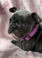 Liberty, a female French Bulldog for sale in Willard, OH – 4 of 8