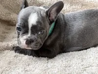 Boomer, a male French Bulldog for sale in Willard, OH – 3 of 10