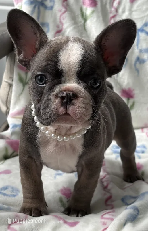 Star – French Bulldog puppy for sale in Willard, OH