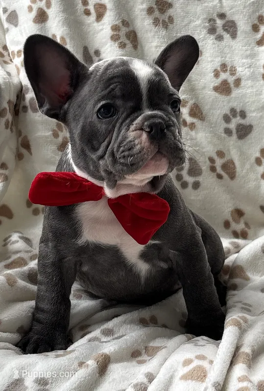 Boomer – French Bulldog puppy for sale in Willard, OH