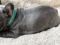Boomer, a male French Bulldog for sale in Willard, OH – 6 of 10