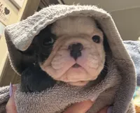 Panda, a female French Bulldog for sale in Willard, OH – 2 of 8