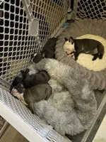 Liberty, a female French Bulldog for sale in Willard, OH – 5 of 8