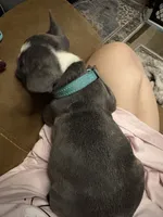 Boomer, a male French Bulldog for sale in Willard, OH – 8 of 10