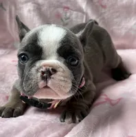 Star, a female French Bulldog for sale in Willard, OH – 7 of 9