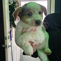 Prince, a male Australian Cattle Dog for sale in Malvern, OH – Photo 1 of 2