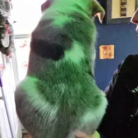 Prince, a male Australian Cattle Dog for sale in Malvern, OH – Photo 2 of 2