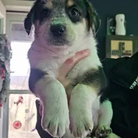 Spud, a male Australian Cattle Dog for sale in Malvern, OH – Photo 1 of 2