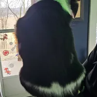 Spud, a male Australian Cattle Dog for sale in Malvern, OH – Photo 2 of 2