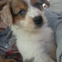 Princess, a female Australian Cattle Dog for sale in Malvern, OH – Photo 2 of 3