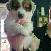 Princess, a female Australian Cattle Dog for sale in Malvern, OH – Photo 1 of 3