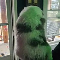 Princess, a female Australian Cattle Dog for sale in Malvern, OH – Photo 3 of 3