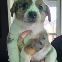 Rex, a male Australian Cattle Dog for sale in Malvern, OH – Photo 1 of 2