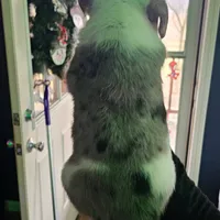 Rex, a male Australian Cattle Dog for sale in Malvern, OH – Photo 2 of 2