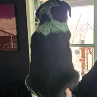 Buddy, a male Australian Cattle Dog for sale in Malvern, OH – Photo 2 of 2