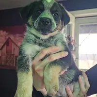 Buddy, a male Australian Cattle Dog for sale in Malvern, OH – Photo 1 of 2