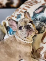 GIGI, a female French Bulldog for sale in Cape Coral, FL – Photo 5 of 5