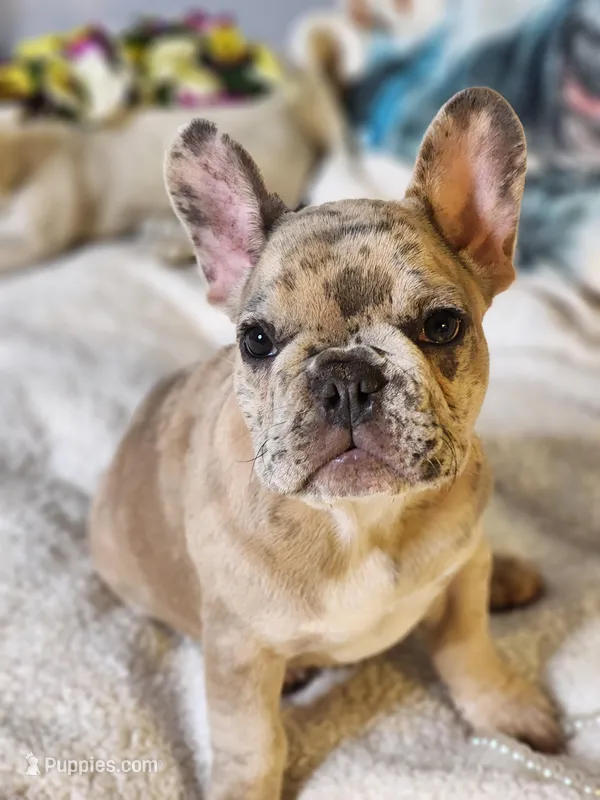 GIGI – French Bulldog puppy for sale in Cape Coral, FL