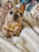 GIGI, a female French Bulldog for sale in Cape Coral, FL – Photo 2 of 5