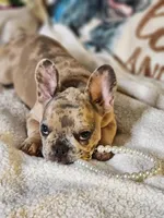 GIGI, a female French Bulldog for sale in Cape Coral, FL – Photo 4 of 5