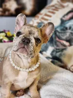 GIGI, a female French Bulldog for sale in Cape Coral, FL – Photo 3 of 5