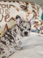 Princess, a female French Bulldog for sale in Cape Coral, FL – Photo 2 of 5