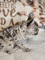 Princess, a female French Bulldog for sale in Cape Coral, FL – Photo 3 of 5