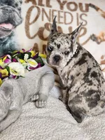 Princess, a female French Bulldog for sale in Cape Coral, FL – Photo 5 of 5