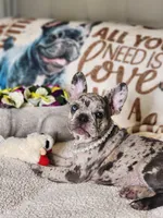 Princess, a female French Bulldog for sale in Cape Coral, FL – Photo 4 of 5