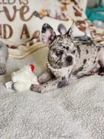 Princess, a female French Bulldog for sale in Cape Coral, FL – Photo 1 of 5