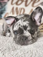 Rocco, a male French Bulldog for sale in Cape Coral, FL – Photo 6 of 8