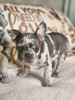 Rocco, a male French Bulldog for sale in Cape Coral, FL – Photo 2 of 8