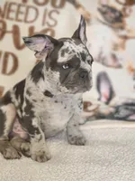 Rocco, a male French Bulldog for sale in Cape Coral, FL – Photo 1 of 8